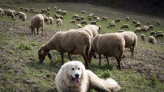 Alpes: un patou tué par le loup, en Haute-Savoie