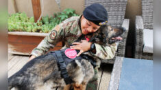 Un chien militaire à la retraite retrouve un foyer chaleureux avec son ancien maître après un incident presque fatal