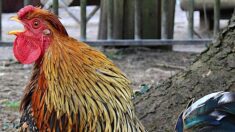 Le coq Pitikok pourra continuer à chanter dans les Hautes-Pyrénées, le plaignant renonce au procès