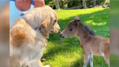 Un petit cheval qui n’avait pas d’amis, à cause de sa mère trop protectrice, crée un lien spécial avec les chiens du ranch