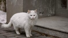 Quelques jours avant Noël, très émue, elle retrouve sa chatte disparue depuis 6 ans