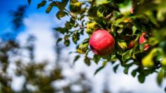 Des pommes «miracles» non périssables cultivées par un vieil homme révèlent un secret de santé