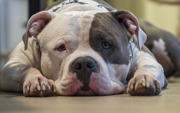 L'american bully. (Photo : crédit Pixabay/dillondygert)