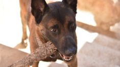 Un berger malinois de 3 ans retrouvé mort dans un véhicule garé en plein soleil