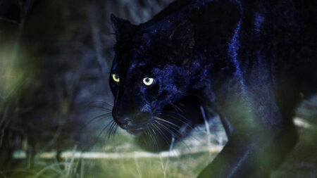 Un photographe amoureux des léopards noirs ébahi devant leur beauté majestueuse