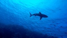 Un requin bleu aperçu au large d’une plage d’Hyères dans le Var