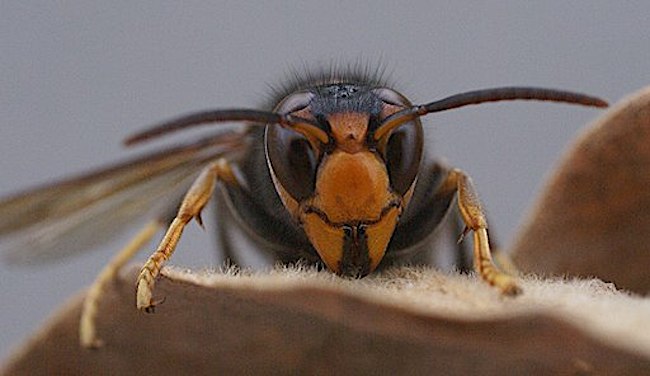 Un frelon asiatique (Photo : crédit wikimedia/Ksarasola)