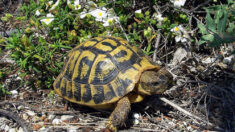 Cette Normande passionnée de tortues 100% françaises en élève 300 dans son jardin: «Elles font partie intégrante de ma propre famille»