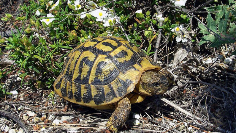 Une tortue d'Hermann. (Orchi)