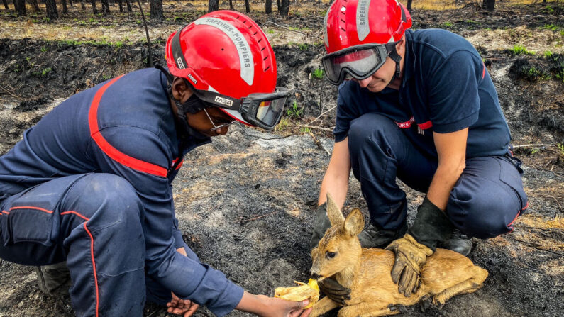 Des pompiers ont secouru ce petit faon rescapé des incendies en Gironde. (Elliott Charre/Sdis 86)