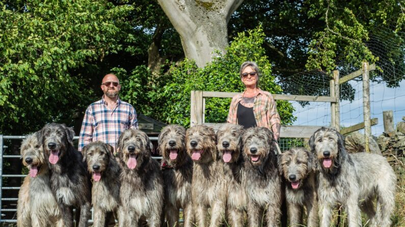 (Avec l'aimable autorisation d'Austonley Irish Wolfhounds)