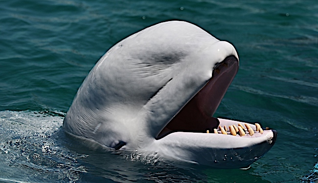 Le béluga est une espèce protégée vivant dans les eaux froides. (Photo : CHARLY TRIBALLEAU/AFP via Getty Images)