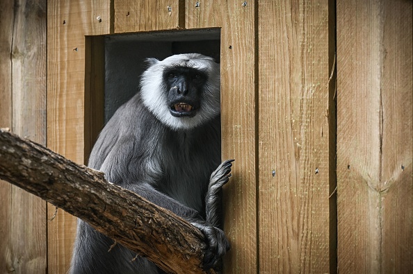 Un langur gris a été ramené dans son zoo à la Teste-de-Buch, en Gironde, le 3 août 2022. (Photo : PHILIPPE LOPEZ/AFP via Getty Images)