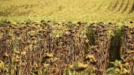 Sécheresse : dans les vergers, des arbres fruitiers souffrent du manque d’eau et d’excès de chaleur