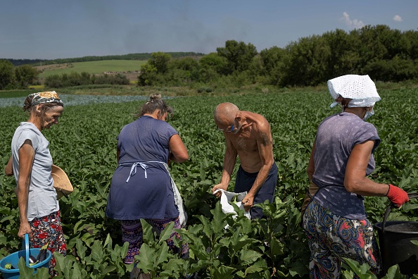 Des agriculteurs ramassent des aubergines à quelques kilomètres de la ligne de front dans la région du Donbass le 10 août 2022. Photo de BULENT KILIC/AFP via Getty Images.