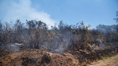 Morbihan: après les feux en forêt de Brocéliande, une patrouille vient en aide aux animaux sauvages blessés