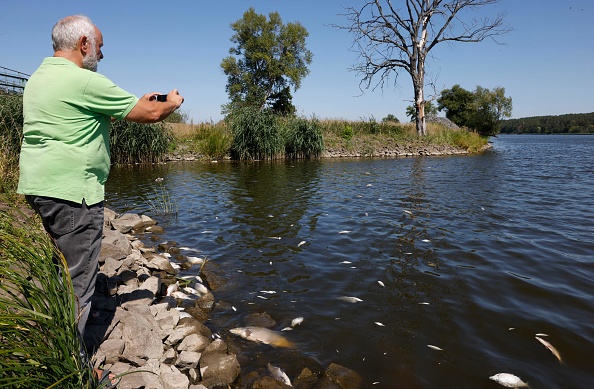 Le chef adjoint du parc national Odertal, prend des photos de poissons morts sur les rives de la rivière Oder à Schwedt, dans l'est de l'Allemagne, le 12 août 2022. Photo par ODD ANDERSEN/AFP via Getty Images.