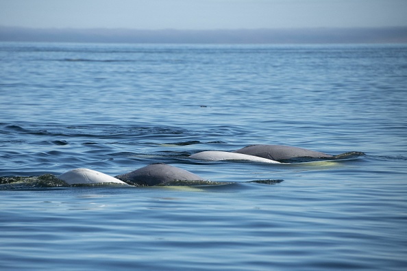 Un groupe de bélugas nage et se nourrit dans la baie d'Hudson, dans le nord du Canada, le 9 août 2022. Photo par OLIVIER MORIN/AFP via Getty Images.