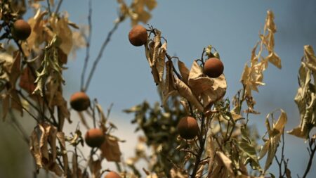 Les sécheresses extrêmes amplifient les craintes concernant la sécurité alimentaire