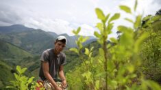 Le Catatumbo, royaume de la coca et chantier anti-drogue de Petro