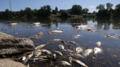 Pollution du fleuve Oder : 100 tonnes de poissons morts repêchés