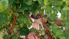 Gironde: à plus de 75 ans, ils font les vendanges pour arrondir leurs fins de mois