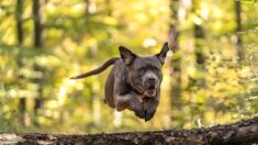 Attaqués par des chiens dans la Sarthe, une adolescente et un jeune homme blessés hospitalisés