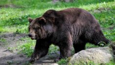 Un ours passe une nuit bloqué dans une voiture aux États-Unis