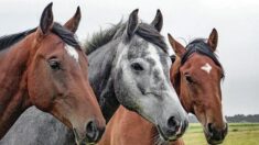 Nicholas Evans, auteur de « L’homme qui murmurait à l’oreille des chevaux » est décédé