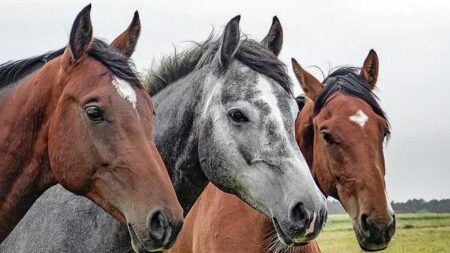 Nicholas Evans, auteur de « L’homme qui murmurait à l’oreille des chevaux » est décédé