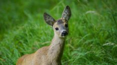 Dordogne : un chevreuil se baigne et boit dans sa piscine