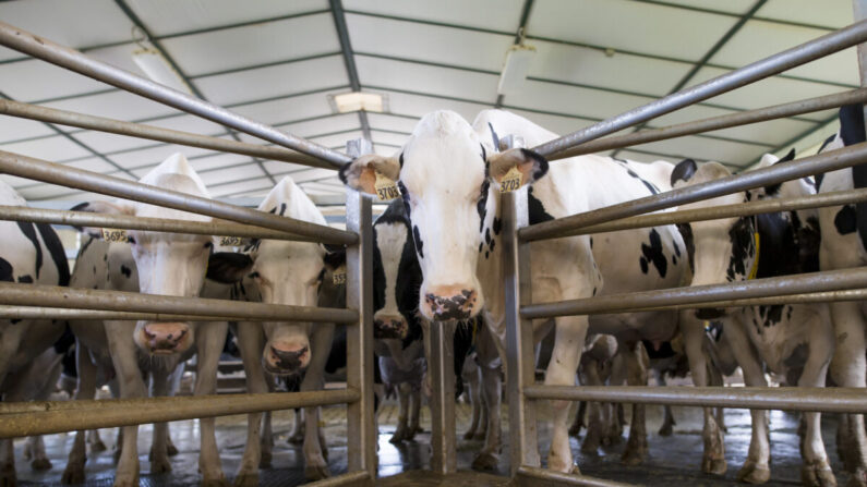 Ferme laitière Armstrong Manor, le 4 septembre 2018 à Caledon, au Canada. (Cole Burston/Getty Images)