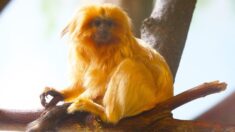 Le Jardin des Plantes annonce la naissance de deux tamarins-lions dorés, une espèce en « danger d’extinction »