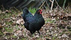 Un couple élève une race de poules qui tuent les frelons asiatiques