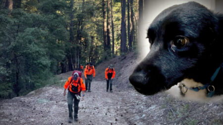 « Lassie » en chair et en os guide les sauveteurs vers son propriétaire de 53 ans tombé d’une falaise de 21 m dans les bois