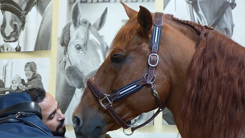 Le cheval Peyo en 2019. (Tsaag Valren)