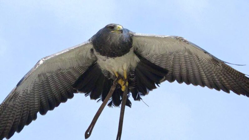 L'aigle Shiny a une envergure de deux mètres et deux lanières de cuir attachées à ses serres. (Julien Juban)