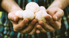 Comment les champignons aident à protéger le cerveau