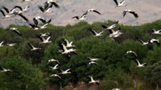 Des groupes de centaines de cigognes observées dans l’Hérault, une étonnante abondance