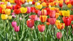 À Saintes, la mairie invite les habitants à cueillir les fleurs qui ne seront plus arrosées