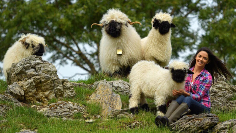 (Avec l'aimable autorisation de BoPeep Valais Blacknose)