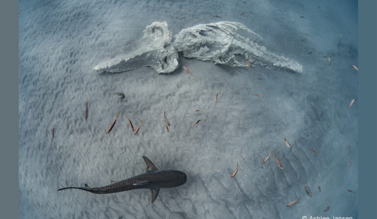 "Nature’s Prey" par Ashlee Jansen (Avec l'aimable autorisation du South Australian Museum)