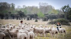 « On sent vraiment un renouveau »: les formations agricoles attirent un nombre record d’étudiants cette année