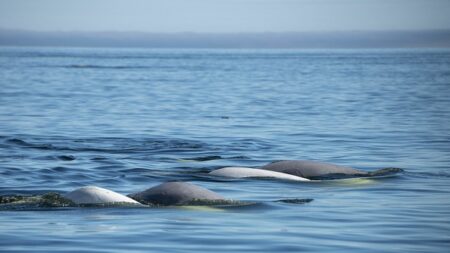 Au Canada, la baie d’Hudson, refuge estival pour des milliers de bélugas