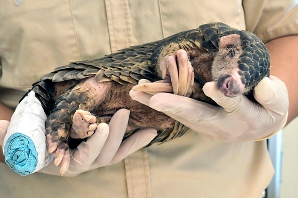 Un jeune pangolin a reçu des soins médicaux, au zoo du village de Leofoo, attaqué par des chiens errants, dans le nord de Taïwan, le 31 août 2022. Photo de Sam YEH / AFP via Getty Images.