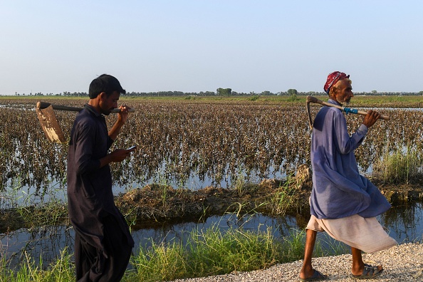 Des ouvriers passent devant des cultures de coton endommagées par les inondations dans un village du Pakistan le 30 août 2022. Photo par ASIF HASSAN/AFP via Getty Images.