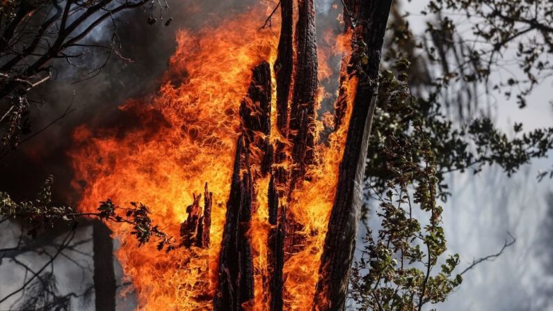 Un photographe montre un arbre en feu dans la forêt proche de Saumos, en Gironde, le 14 septembre 2022. (photo THIBAUD MORITZ/AFP via Getty Images)