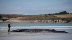 Finistère: un rorqual retrouvé mort, probablement le même que la semaine dernière