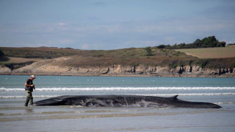 Bernard Martin, bénévole français et membre du RNE (Réseau national des échouages), prend en photo un rorqual échoué, sur la plage de Ploéven, dans le Finistère, le 19 septembre 2022. (Photo FRED TANNEAU/AFP via Getty Images)