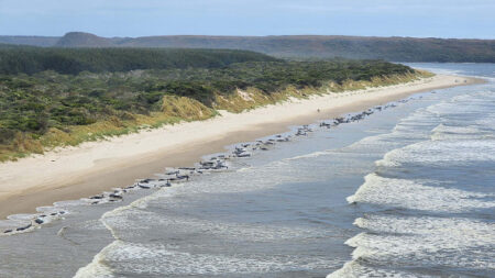 Australie: 200 cétacés meurent échoués sur une plage